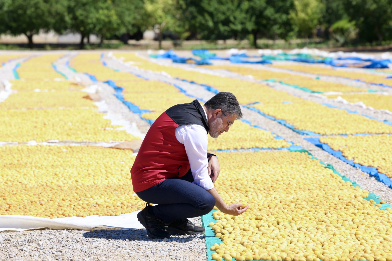Bakan Yumaklı: Malatya Kayısısında Hasat Yeniden Bereket Getirdi